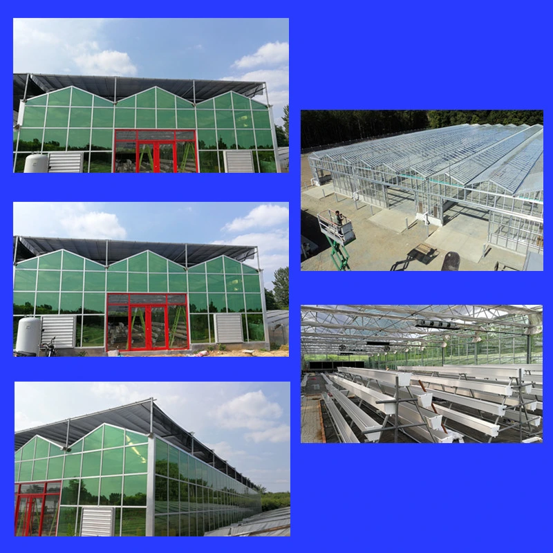 Professional Manufacture Building Materials Made of Commercial Venlo Glass Greenhouse for Garden Products