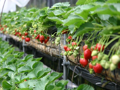 Elevated Strawberry Planting System for Hydropinics Strawberry