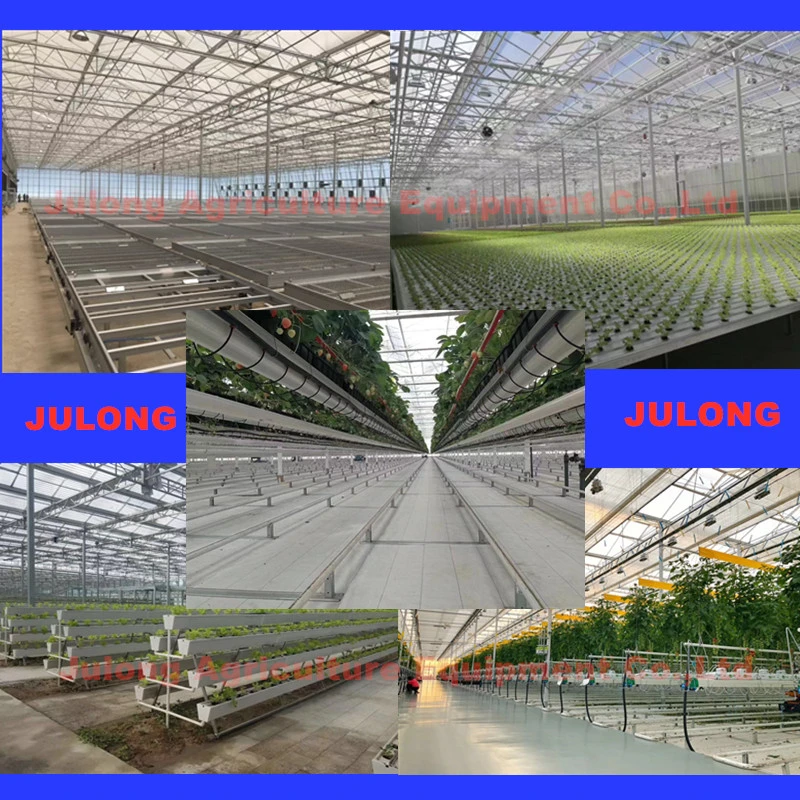 Professional Manufacture Building Materials Made of Commercial Venlo Glass Greenhouse for Garden Products