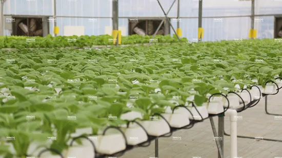 Sistema hidropónico para plantar lechuga, instalaciones agrícolas a buen precio