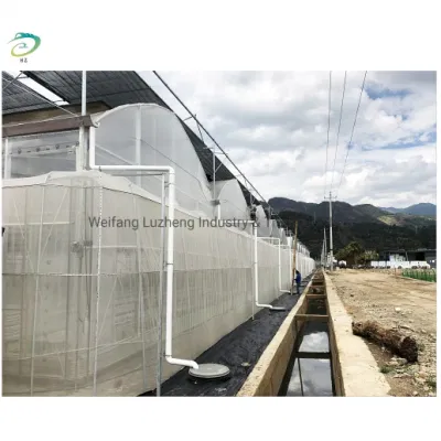 Proyecto llave en mano de invernadero agrícola de hoja de PC de policarbonato completo de China con construcción rápida, invernadero de película