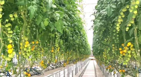 Granja agrícola vertical, sistema hidropónico de canal Nft para simbiosis vegetal y pescado, invernadero ecológico con ventilador de refrigeración/calefacción