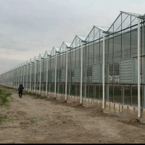 Solución llave en mano de invernadero de vidrio Venlo holandés comercial/agrícola a la venta