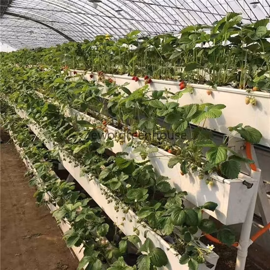 Venta directa del fabricante del sistema hidropónico de cultivo sin suelo para plantación de invernaderos comerciales