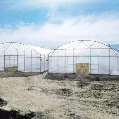 Fabricación de rollos de agricultura Xinhe, casa personalizada, materiales de cubierta de invernadero verde prefabricados, plástico