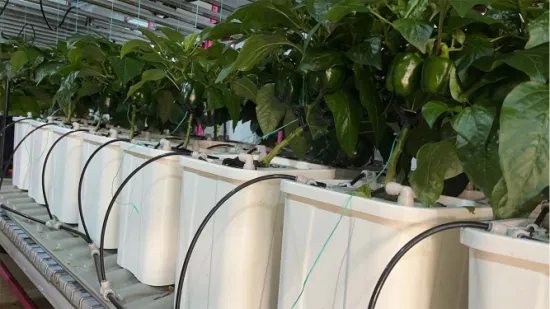 Sistema de plantación automatizado, estante de cultivo vertical, granja inteligente multicapa para verduras